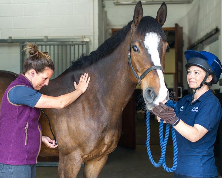 vermifugation chevaux se poser les bonnes questions