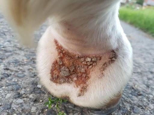 Dermatophilose cheval traitement symptomes