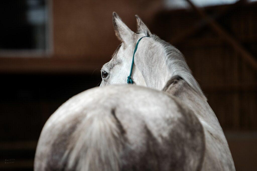 estimation poids cheval