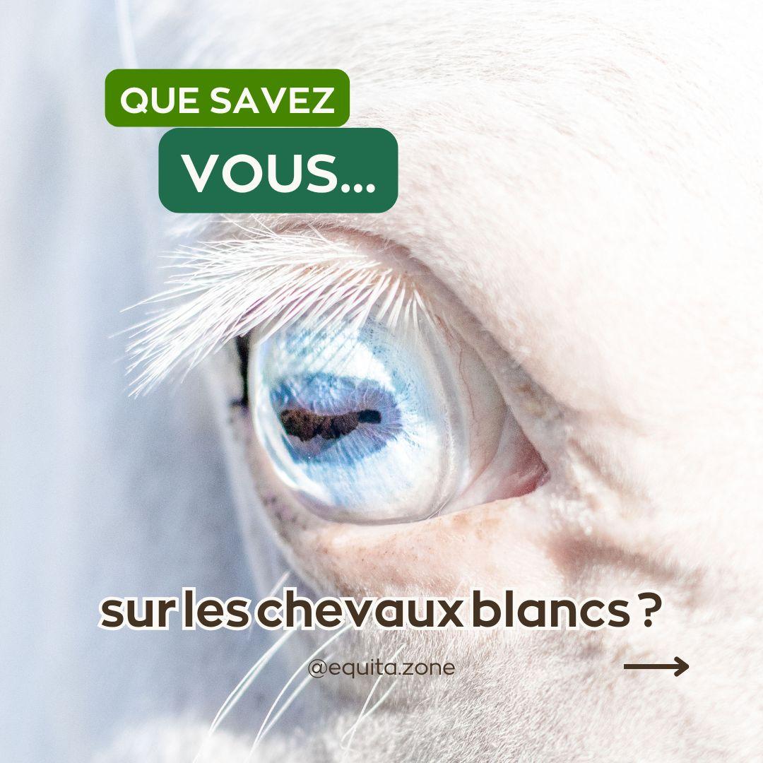 Les particularités des chevaux blancs que vous devez connaitre