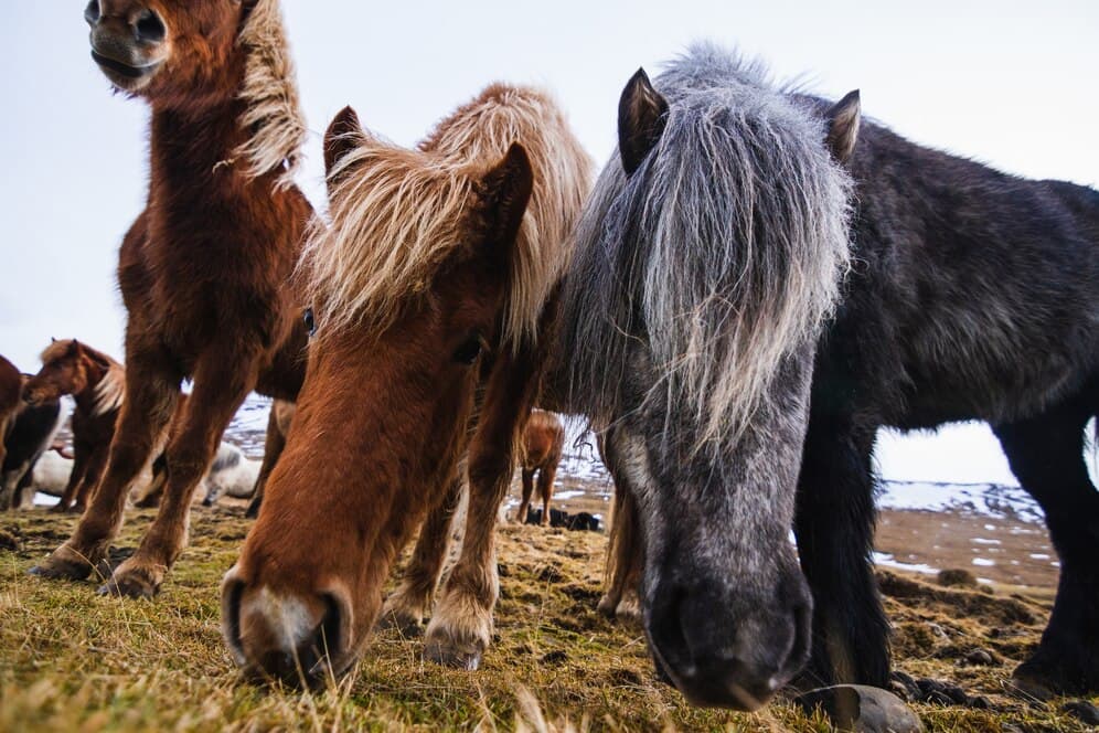 Tout savoir sur les Shetlands