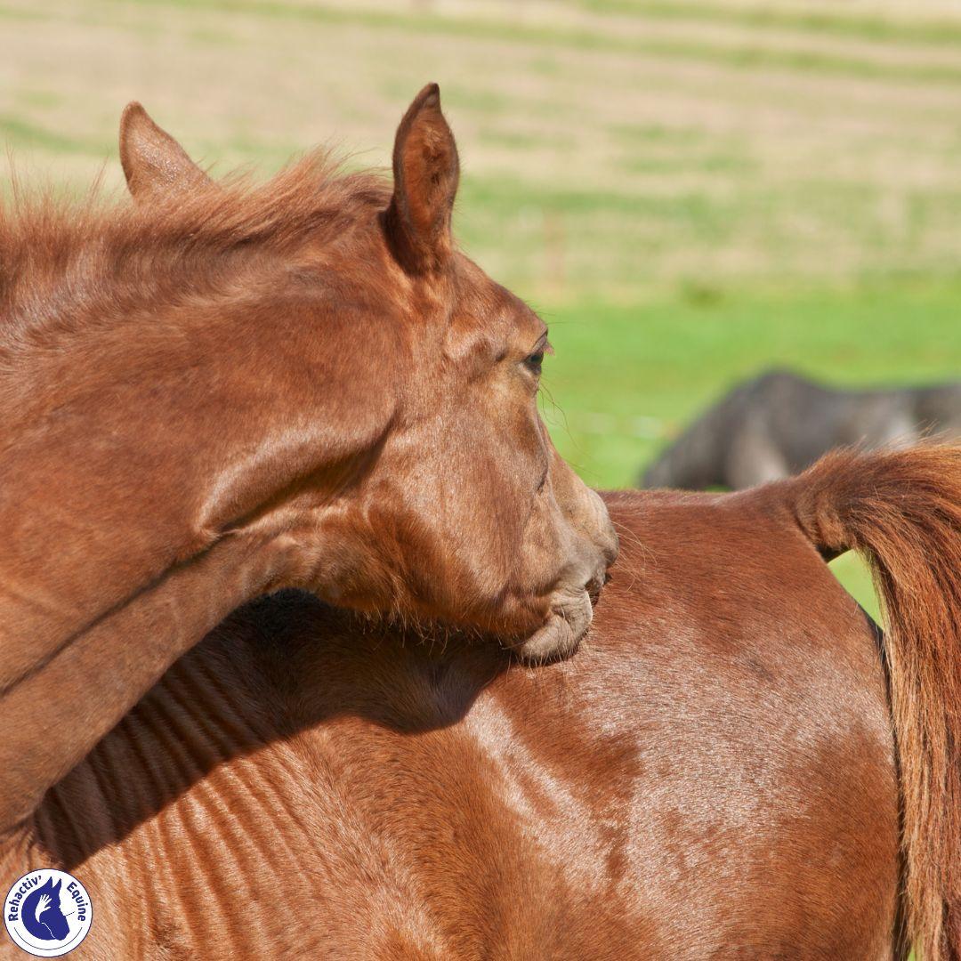 Dermite estivale chez les chevaux : Prévention et traitement