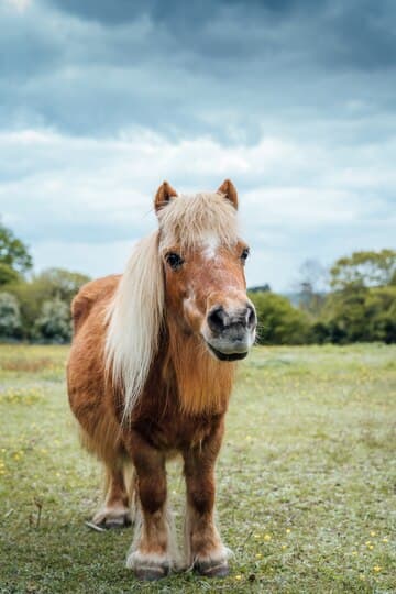 Tout savoir sur les Shetlands : ces petits poneys au grand cœur
