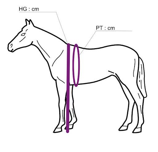 mesurer poids cheval ruban