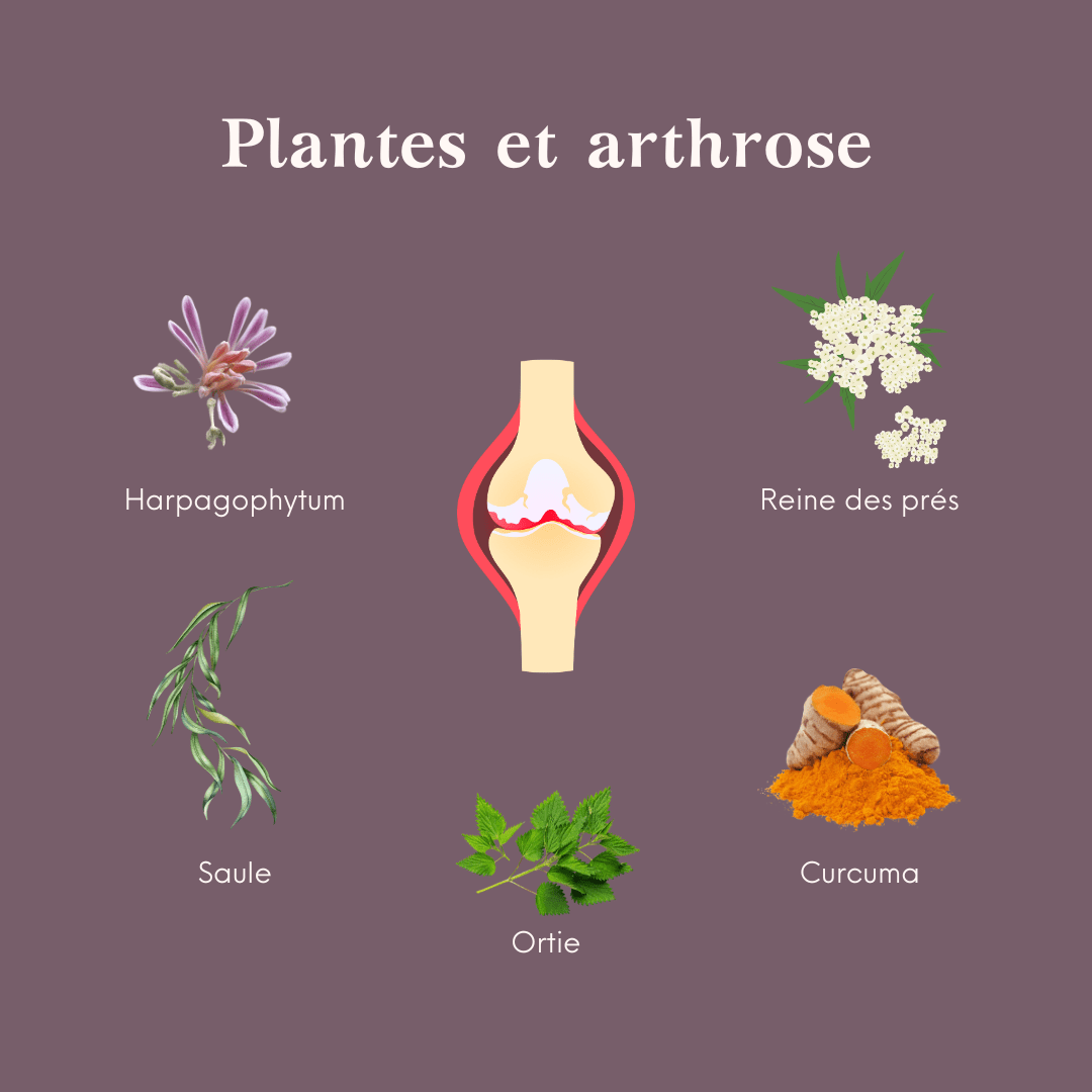 produit et traitement naturel pour l'arthrose des chevaux