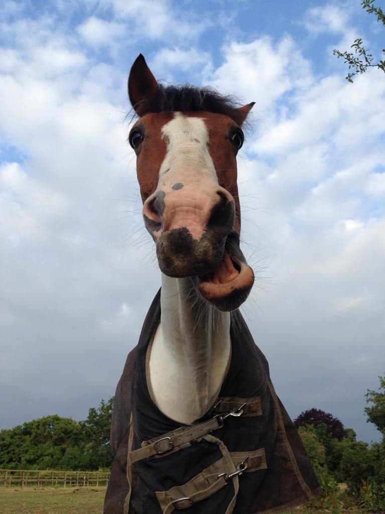 Mieux comprendre la personnalité de votre cheval