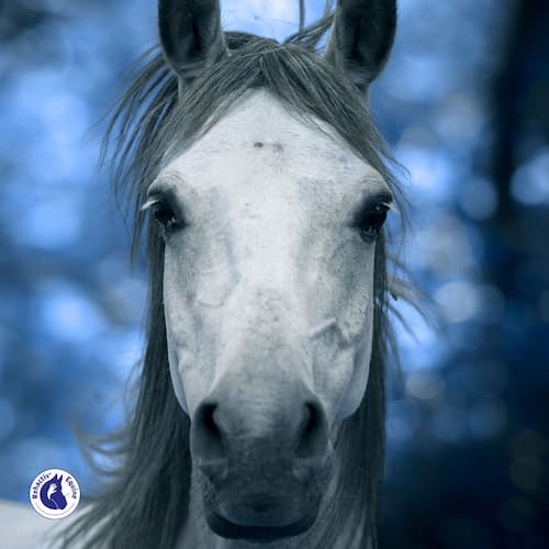 l'importance des électrolytes pour votre cheval, carnet de suivi cheval